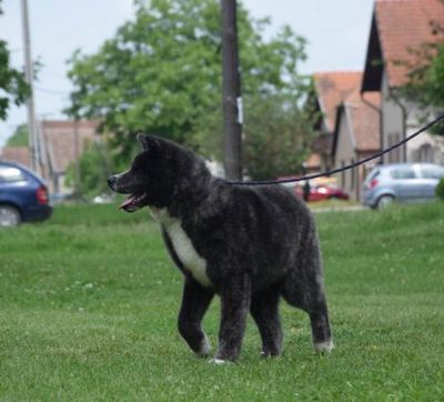 Akita inu